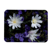 Wildblumen Chicoros und Phacelia Magnet (Horizontal)
