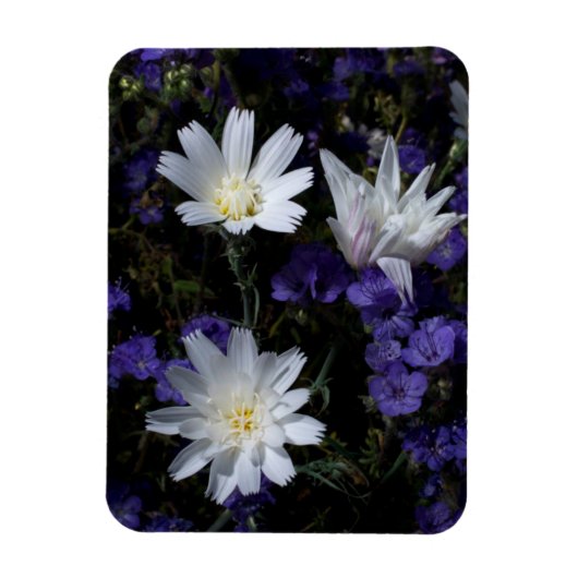 Wildblumen Chicoros und Phacelia Magnet (Vertikal)