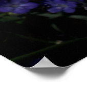 Wildblumen Chicoros und Phacelia Poster (Ecke)