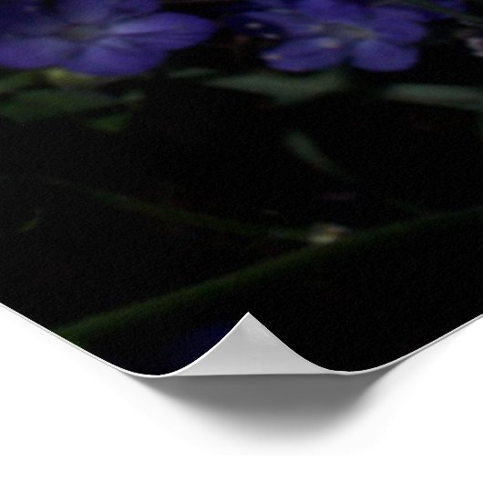 Wildblumen Chicoros und Phacelia Poster (Ecke)