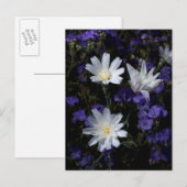 Wildblumen Chicoros und Phacelia Postkarte (Vorne/Hinten)