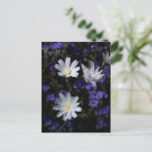 Wildblumen Chicoros und Phacelia Postkarte (Stehend Vorderseite)