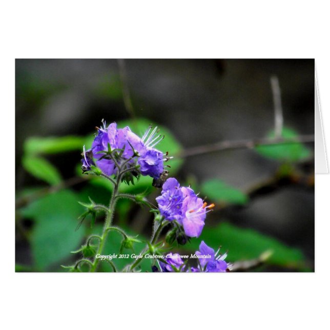 Wildblumen Chilhowee Mountain, Tennessee (Vorderseite (Horizontal))