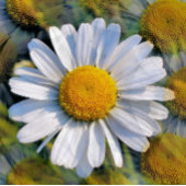 WILDBLUMEN DAISY VISITENKARTE