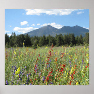 Wildblumen der Leitkräfte Poster