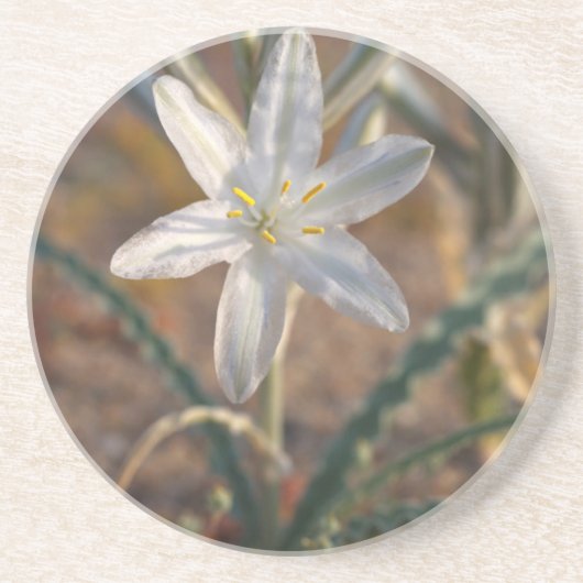Wildblumen der Wüstenlilie Sandstein Untersetzer (Vorne)