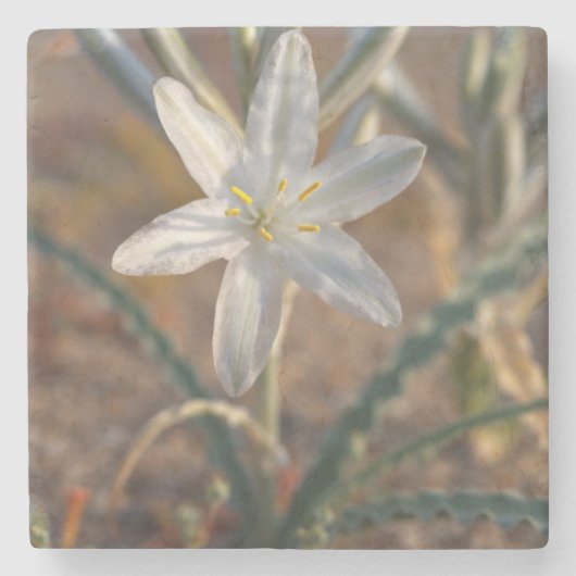 Wildblumen der Wüstenlilie Steinuntersetzer (Vorderseite)
