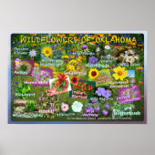 Wildblumen des Oklahoma Poster 19v2 (Vorne)