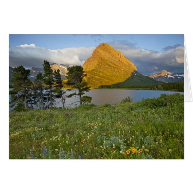 Wildblumen entlang des Swiftcurrent Lake in the ma (Vorderseite (Horizontal))