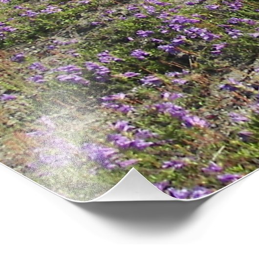 Wildblumen Fotodruck (Ecke)