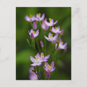 Wildblumen Fotografie Postkarte