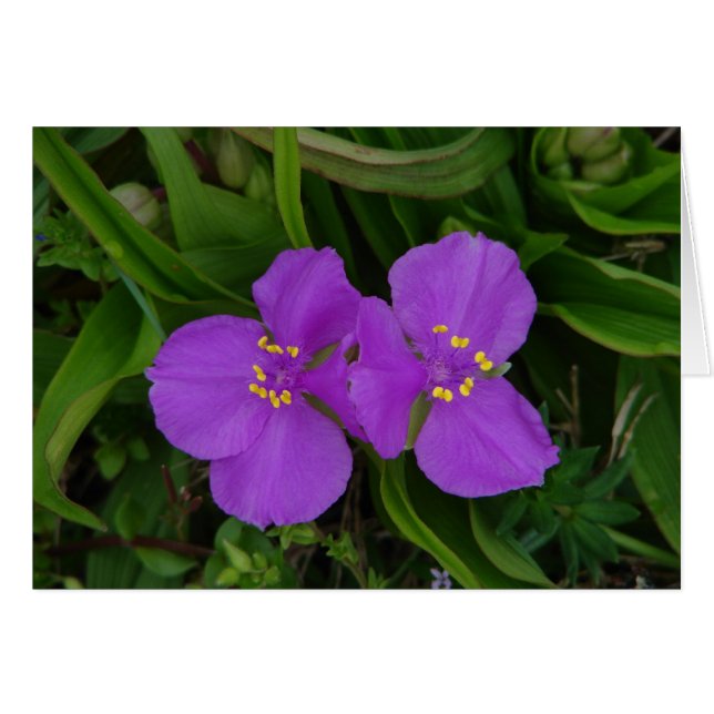 Wildblumen Fuchsia Spiderwort Heiße Federn Geschen (Vorderseite (Horizontal))