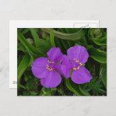 Wildblumen Fuchsia Spiderwort Heiße Federn Geschen Postkarte (Vorne/Hinten)