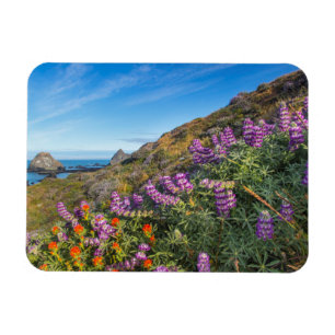 Wildblumen für Lupine und Pinselpinsel Magnet