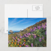 Wildblumen für Lupine und Pinselpinsel Postkarte (Vorne/Hinten)