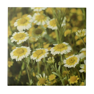 Wildblumen Gelbe und weiße Sonnenblumen Fliese