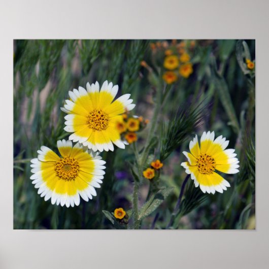 Wildblumen Gelbe und weiße Sonnenblumen Poster (Vorne)