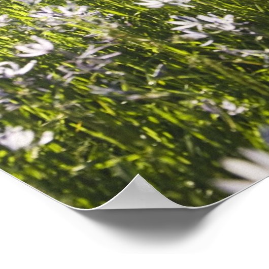 Wildblumen im Feld Poster (Ecke)