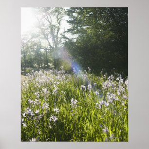 Wildblumen im Feld Poster
