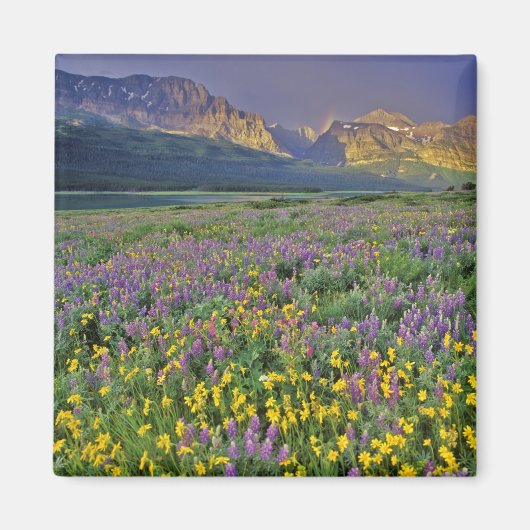 Wildblumen im Gletscher Viele Magnet (Vorne)
