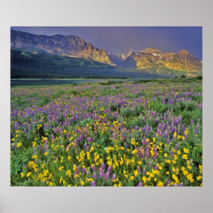 Wildblumen im Gletscher Viele Poster