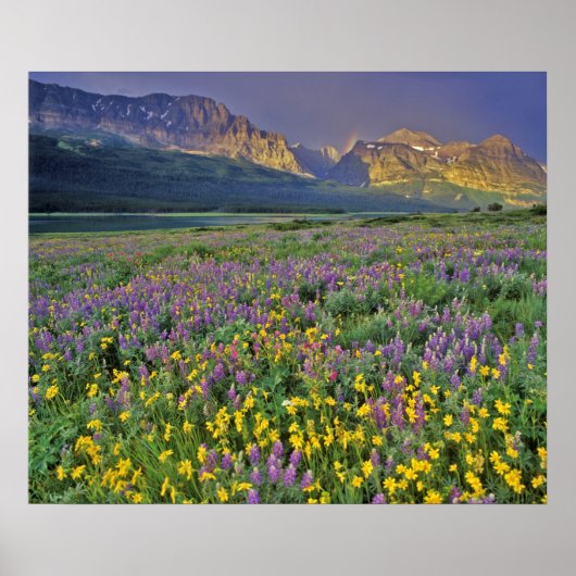 Wildblumen im Gletscher Viele Poster (Vorne)