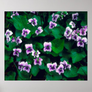 Wildblumen im Wald Poster