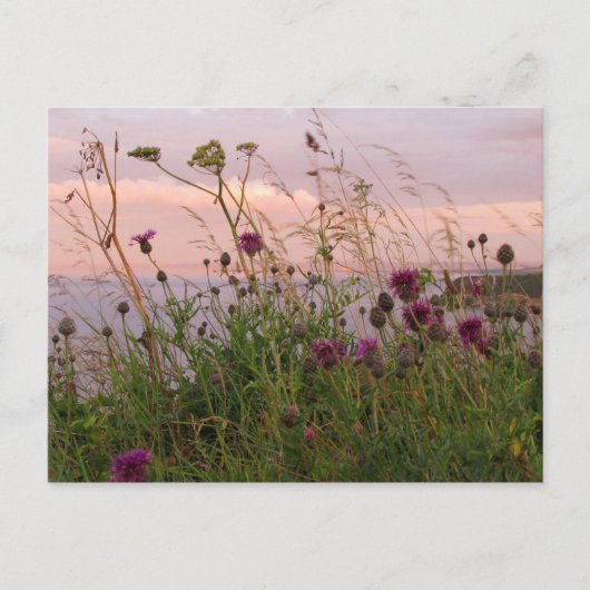 Wildblumen in der Abenddämmerung Postkarte (Vorderseite)