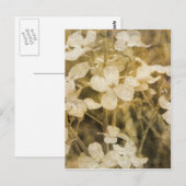 Wildblumen in Sepia Postkarte (Vorne/Hinten)