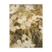 Wildblumen in Sepia