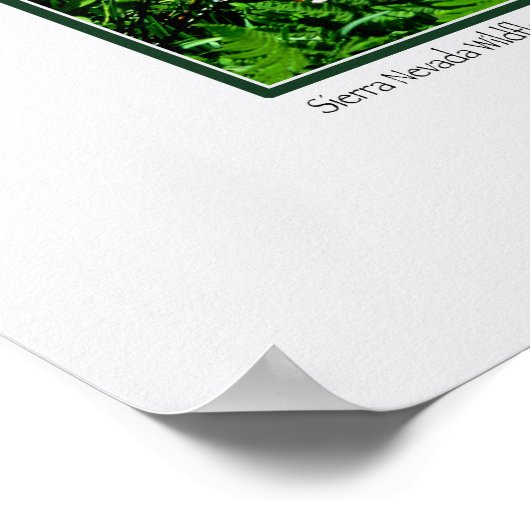 Wildblumen in Sierra Nevada Poster (Ecke)