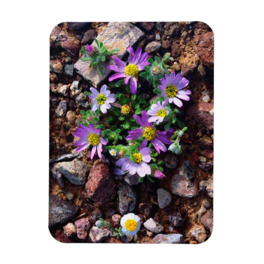Wildblumen Magnet (Vertikal)