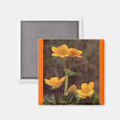 Wildblumen: Marsh Marigold Magnet (Vorderseite/Rückseite)