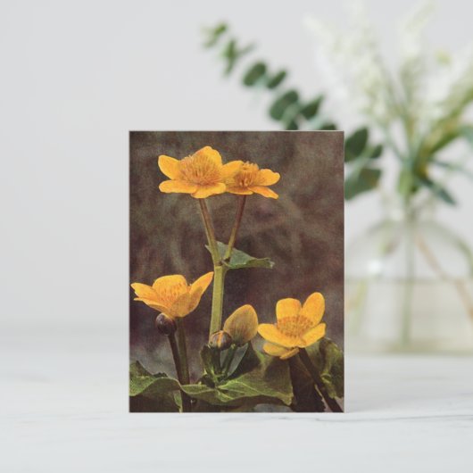 Wildblumen: Marsh Marigold Postkarte (Stehend Vorderseite)