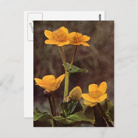 Wildblumen: Marsh Marigold Postkarte (Vorne/Hinten)