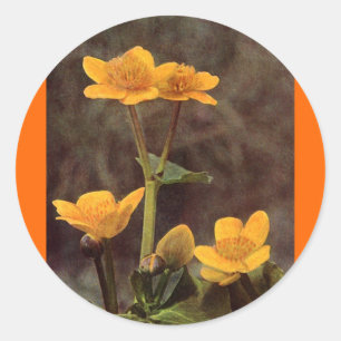 Wildblumen: Marsh Marigold Runder Aufkleber