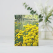 Wildblumen Montana Postkarte (Stehend Vorderseite)