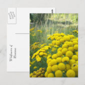 Wildblumen Montana Postkarte (Vorne/Hinten)