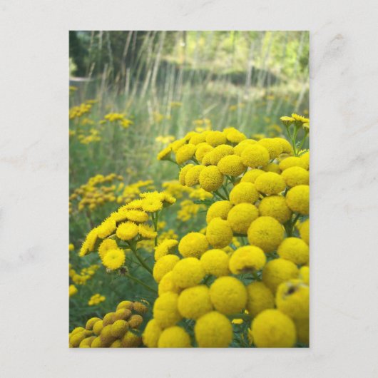 Wildblumen Montana Postkarte (Vorderseite)