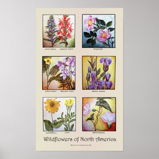 Wildblumen Nordamerikas [A] Poster (Vorne)