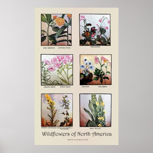 Wildblumen Nordamerikas [C] Poster (Vorne)