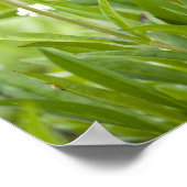 Wildblumen Penstemon Poster (Ecke)