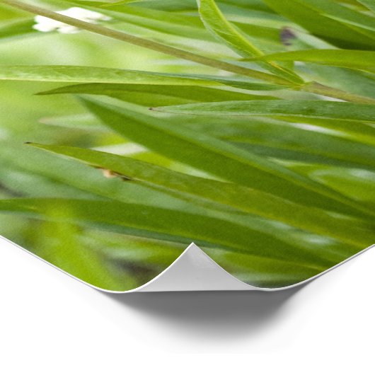 Wildblumen Penstemon Poster (Ecke)