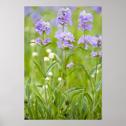 Wildblumen Penstemon Poster (Vorne)