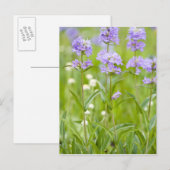 Wildblumen Penstemon Postkarte (Vorne/Hinten)