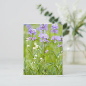 Wildblumen Penstemon Postkarte (Stehend Vorderseite)