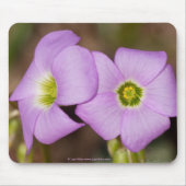 Wildblumen - Pink Oxalis Mouse Pad Mousepad (Vorne)