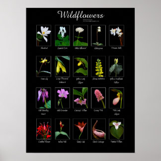 Wildblumen-Plakat Poster