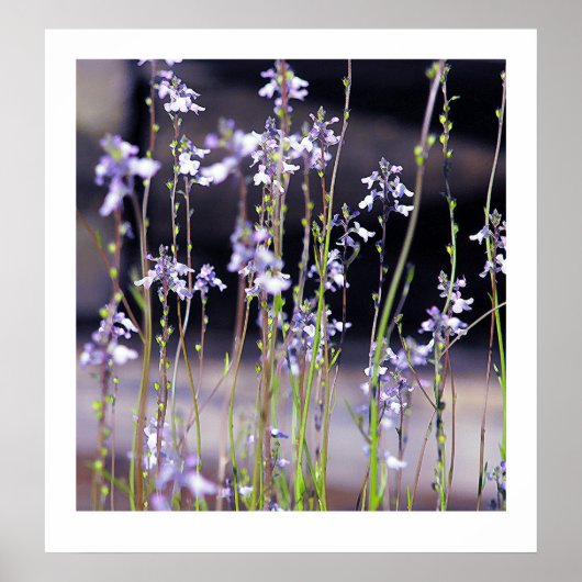 Wildblumen Poster (Vorne)