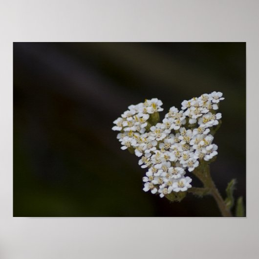 Wildblumen Poster (Vorne)